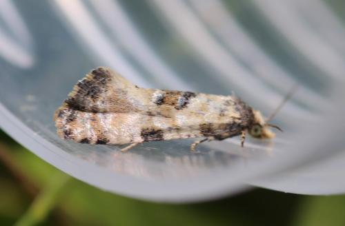 Réf. 346 732 : Cochylis pallidana